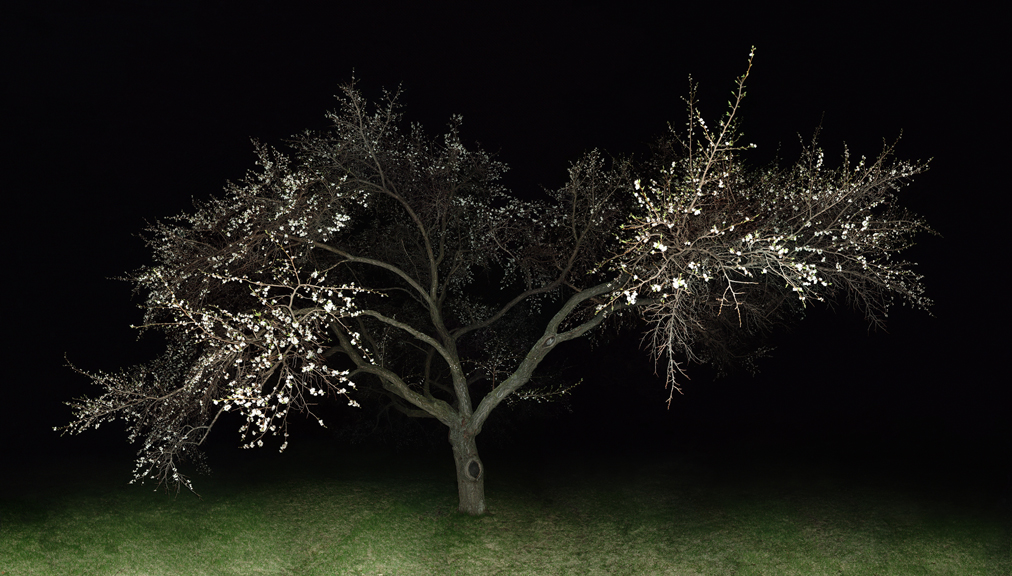 jocelyn philibert Des arbres dans la nuit<br />Trees in the Night